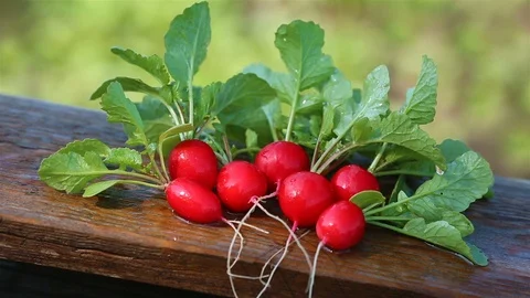 Red radish on table with plantation in the  background. Stock Footage 109624697