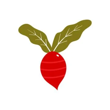 Red radish vector design template illustration Stock Illustration