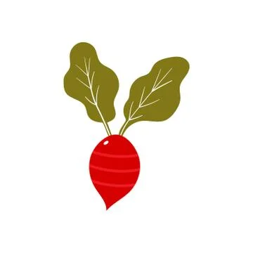 Red radish vector design template illustration 스톡 일러스트