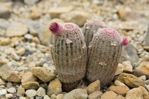 Red rainbow cactus Stock Photos