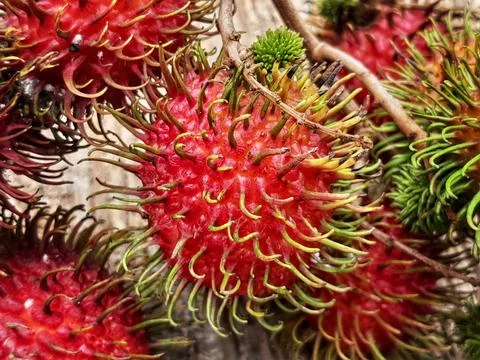 Red Rambutan Fruit Stock Photos