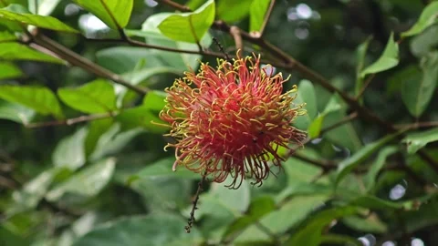 Red rambutan fruit with soft thorns. Stock Footage 311519488