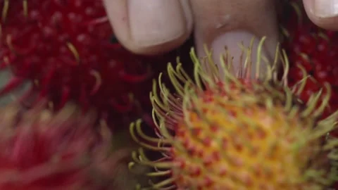 Red rambutan or lychee fruit grown at an organic farm in the Brazilian 스톡 동영상 169647461