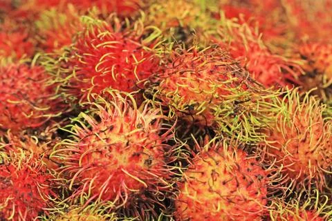 Red rambutan Stock Photos