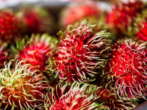 Red rambutan Stock Photos