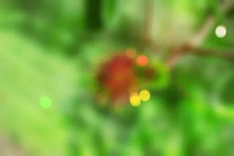 Red rambutans with blurred background. Stock Photos