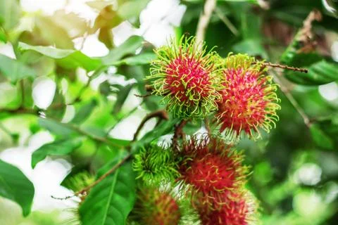 Red rambutans on tree. Stock Photos