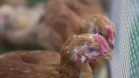 Red Ranger Chickens on Grass looking out of Chicken Tractor Stock Footage 276251485