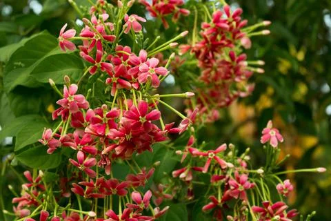 Red Rangoon Creeper Flowers. Stock Photos