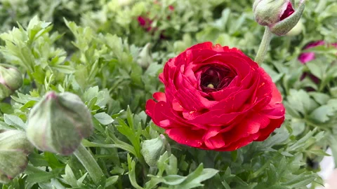 Red ranunculus close up Stock Footage 171992406