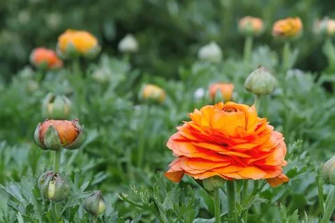 Red ranunculus closeup Stock Photos