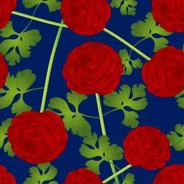 Red Ranunculus Flower on Blue Background Stock Illustration