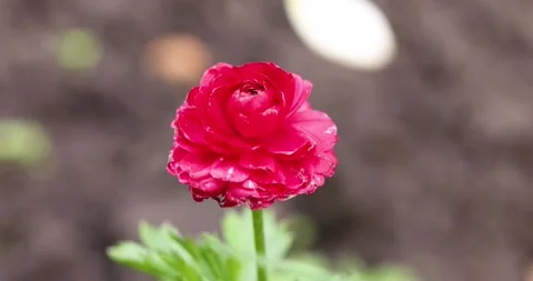 Red ranunculus flower bud blooming timelapse Vidéo 331888029
