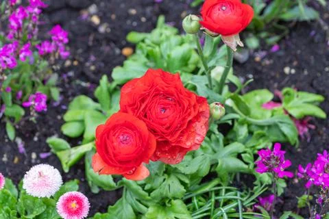Red ranunculus flowers blooming in spring garden Stock Photos