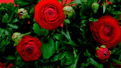 Red ranunculus flowers on a  red background. Stock Footage 144066293