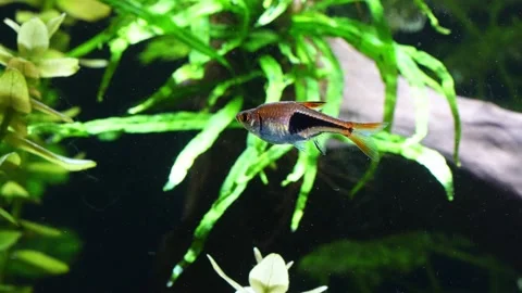 Red Rasbora Harlequin Rasbora Stock-Footage 179524606