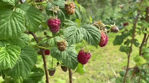Red raspberries on a branch of a raspberry bush in summer. Stock Footage 277969308