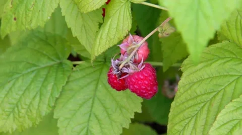 Red raspberries  close-up Stock Footage 42160943