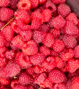 Red raspberries closeup Stock Photos