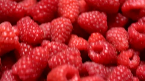 Red Raspberries Stock-Footage 61659342