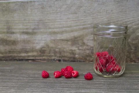 Red Raspberries 스톡 사진