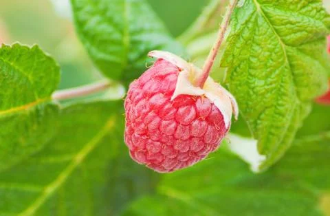 Red raspberries Stock Photos