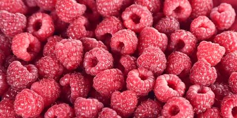 Red Raspberries Stock Photos