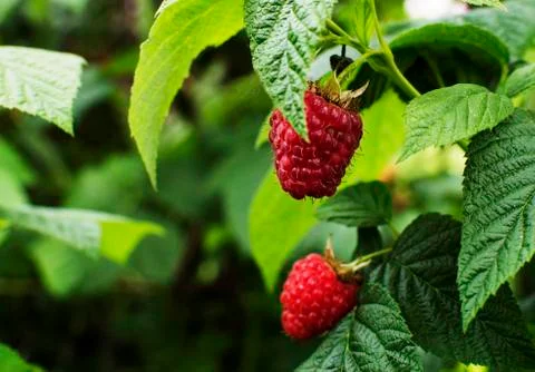 Red raspberries Foto stock
