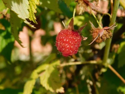 Red raspberries Stock Photos