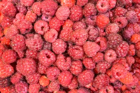 Red raspberries Stock Photos