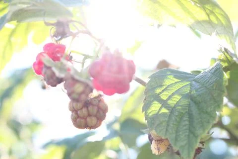 Red raspberries Stock Photos