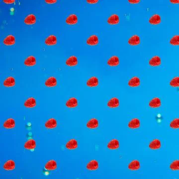 Red raspberry background on an isolated blue background Stock Photos
