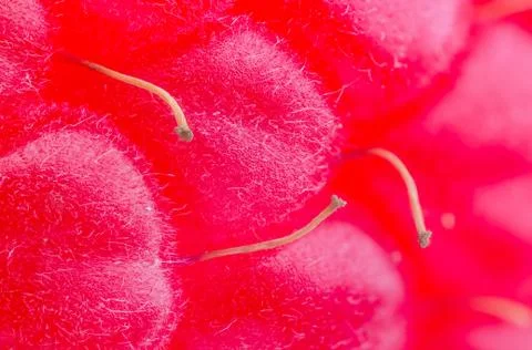 Red raspberry background. Stock Photos