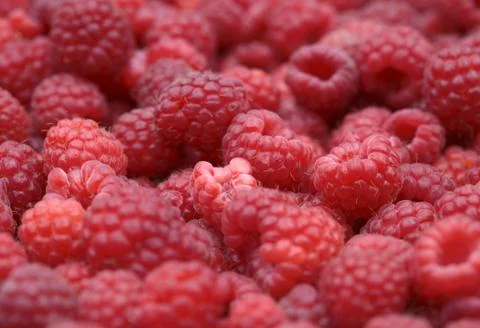 Red 	Raspberry background Stock Photos