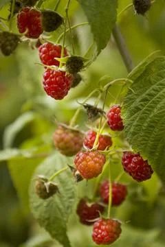 Red raspberry berries on a branch. Selective focus. Stock Photos