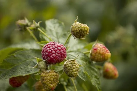 Red raspberry berries on a branch. Selective focus. Stock Photos