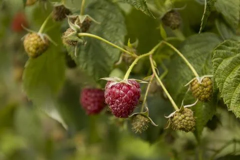 Red raspberry berries on a branch. Selective focus. Stock Photos