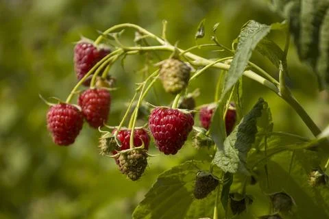 Red raspberry berries on a branch. Selective focus. Stock Photos
