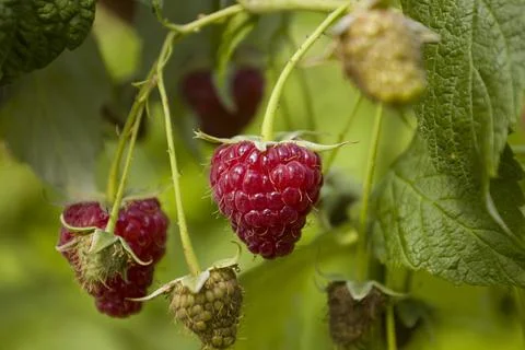 Red raspberry berries on a branch. Selective focus. Stock Photos