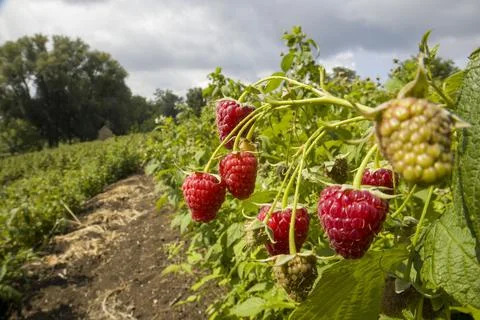 Red raspberry berries on a branch. Selective focus. Stock Photos