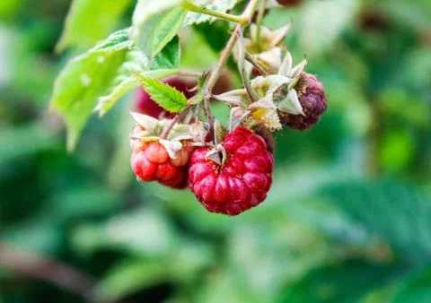 Red raspberry berries close-up in summer on a branch Stock Photos
