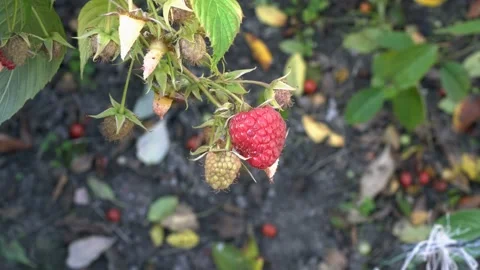 Red raspberry berries hang on a branch and swing in the wind on a Sunny day.  Video stock 109331704