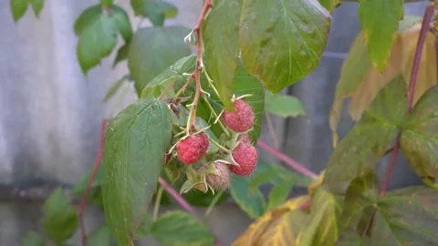 Red raspberry berries swing in the wind on a branch on a Sunny day in the garden Video stock 109335237