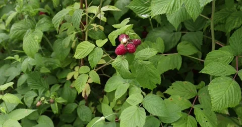 A red raspberry berry on a bush with green leaves. Stock Footage 265178016