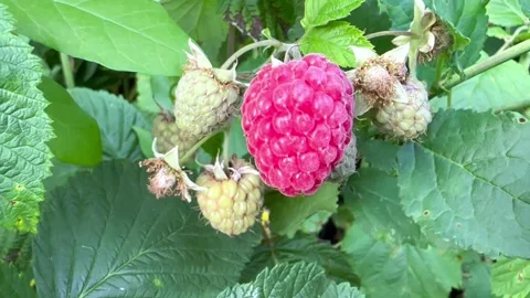 Red raspberry berry Stock Footage 246127779