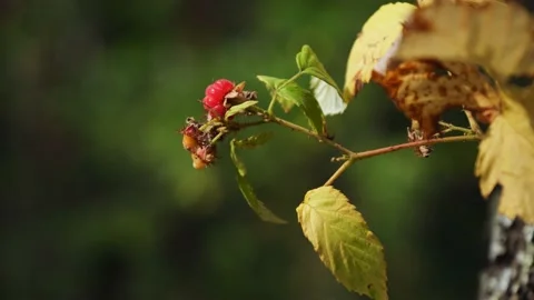 Red raspberry berry grows on a bush Stock-Footage 159855832