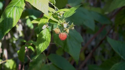 Red raspberry berry hanging on a branch in the shade under a green leaf 스톡 동영상 110405862