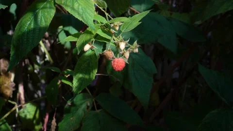 Red raspberry berry hangs in the sun on a Bush in the shade among the eaten berr 스톡 동영상 109338549