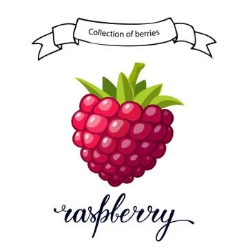 Red  raspberry berry Stock Illustration