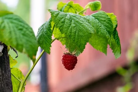 Red raspberry berry. Stock Photos